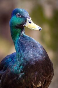 野球におけるオスグッドの痛みを軽減する方法は？