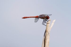 下半身と体幹の連携を強化するトレーニング方法は？