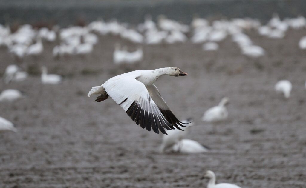 重心移動を活用したピッチングのコツは？